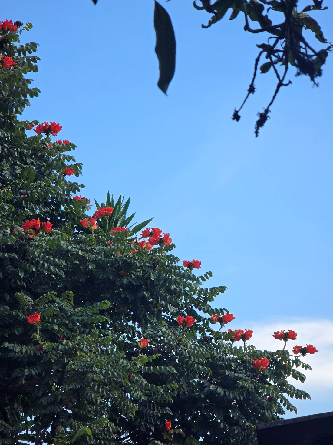 Forty-eight hours in Leopards Hill