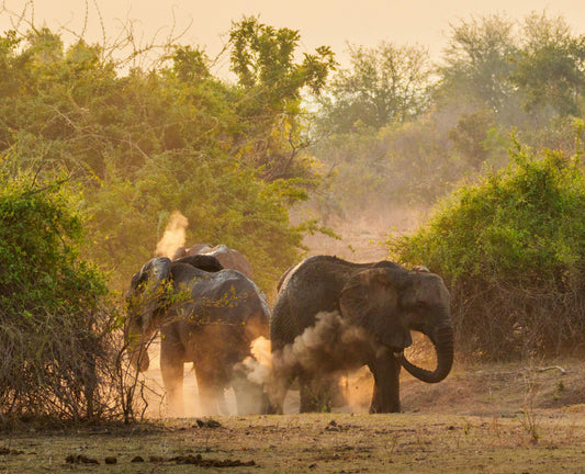 From Lusaka to South Luangwa and Lower Zambezi: Planning your safari extension