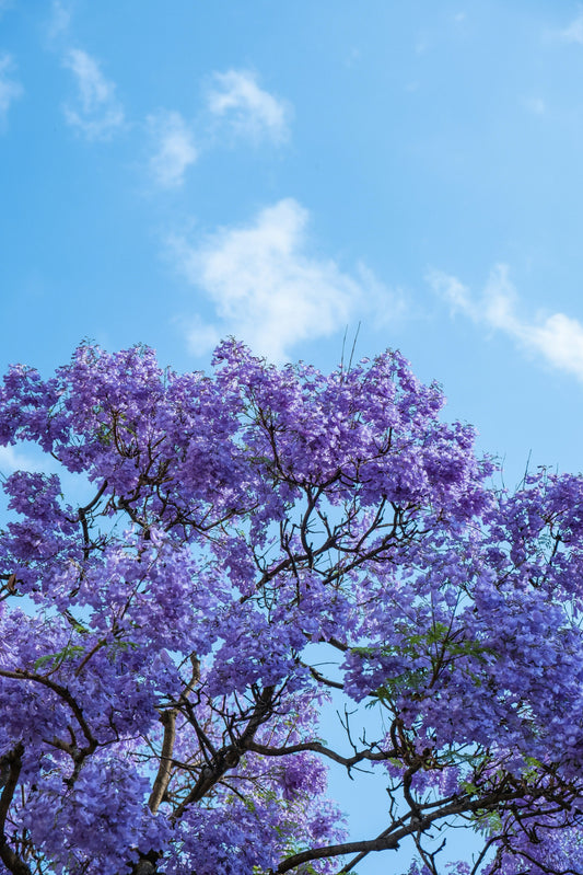 How much does a trip to Lusaka cost? A realistic budget guide