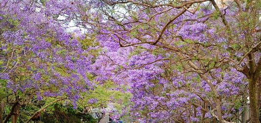 Moving to Lusaka: A complete guide for expats