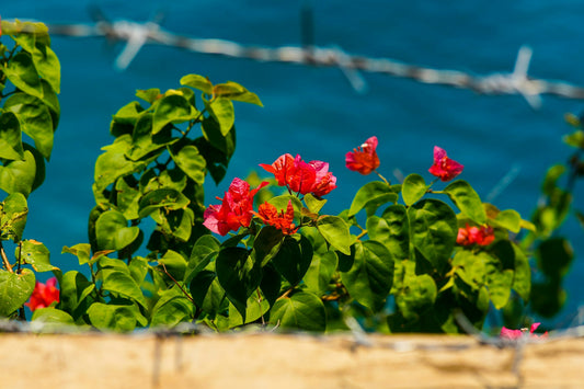 The garden wall paradox