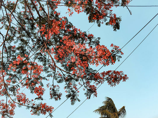 The best time to visit Lusaka (and why most guides get it wrong)