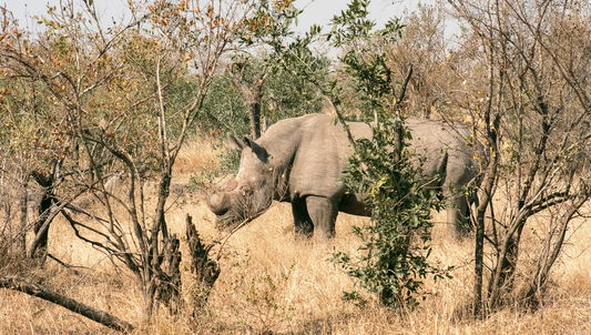 Lusaka National Park: Everything to know before you visit